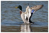 sized_Wilde eend_20090321_012